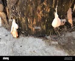 Attēlu rezultāti vaicājumam “Lycogala flavofuscum sessile”