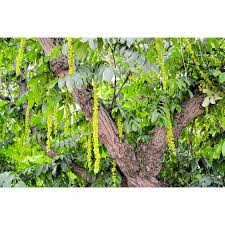 Attēlu rezultāti vaicājumam “Pterocarya fraxinifolia male flower”