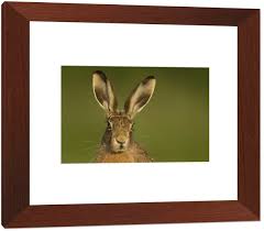 Attēlu rezultāti vaicājumam “Lepus europaeus adult”