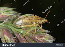 Attēlu rezultāti vaicājumam “Aelia acuminata”