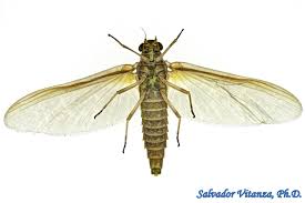 Attēlu rezultāti vaicājumam “Ephemeroptera”