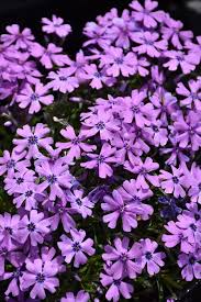 Image result for Phlox (großblumig)