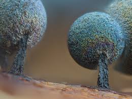 Attēlu rezultāti vaicājumam “Craterium minutum young”