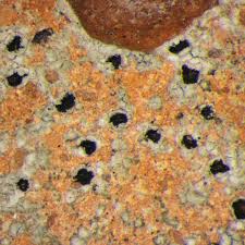 Attēlu rezultāti vaicājumam “Trapelia coarctata”