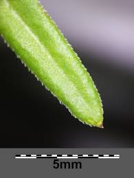 Attēlu rezultāti vaicājumam “Galium album leaf”