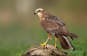 Attēlu rezultāti vaicājumam “Circus aeruginosus adult”