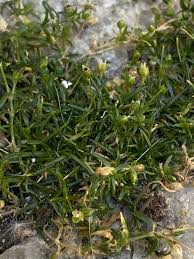 Attēlu rezultāti vaicājumam “Sagina procumbens”