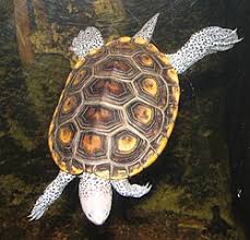 Image result for Malaclemys terrapin