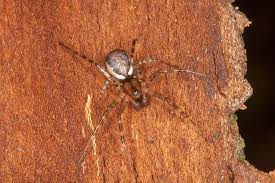 Attēlu rezultāti vaicājumam “Neriene montana”