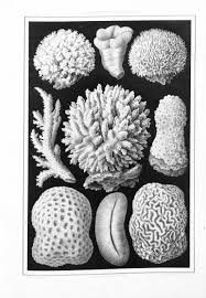 Image result for ernst haeckel