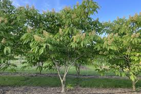 Attēlu rezultāti vaicājumam “Aesculus x neglecta”