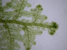 Attēlu rezultāti vaicājumam “Trichocolea tomentella”