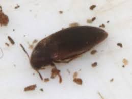 Attēlu rezultāti vaicājumam “Melandryidae”