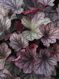 Image result for Heuchera `Swirling Fantasy`