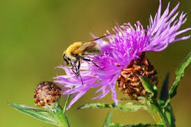 Attēlu rezultāti vaicājumam “Arctophila superbiens”