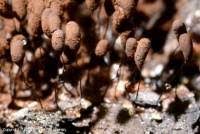 Attēlu rezultāti vaicājumam “Comatricha alta”