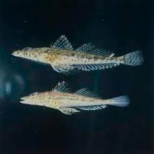 Image result for Platycephalus richardsoni