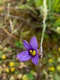 Attēlu rezultāti vaicājumam “Sisyrinchium montanum fruit”
