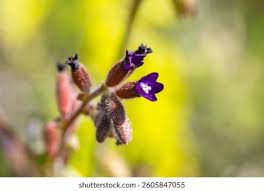 Attēlu rezultāti vaicājumam “Pulmonaria obscura bud”