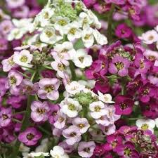 Image result for Alyssum diffusum