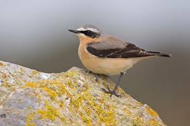 Image result for Oenanthe oenanthe