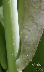 Attēlu rezultāti vaicājumam “Arabis glabra leaf”