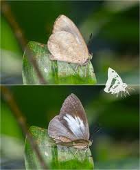Attēlu rezultāti vaicājumam “Argynnis laodice underside”