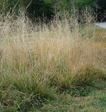 Attēlu rezultāti vaicājumam “Deschampsia cespitosa”