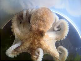 Image result for Octopus vulgaris