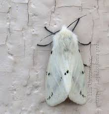 Attēlu rezultāti vaicājumam “Spilosoma lutea larva”