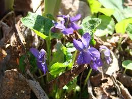 Attēlu rezultāti vaicājumam “Viola reichenbachiana flower”