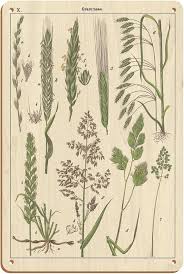 Attēlu rezultāti vaicājumam “Gramineae”