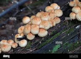 Attēlu rezultāti vaicājumam “Pholiota squarrosoides”