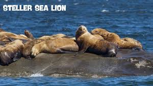 Image result for Eumetopias jubatus