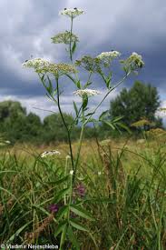 Attēlu rezultāti vaicājumam “Sium latifolium”