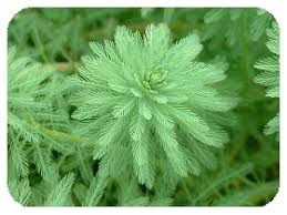 「粉綠狐尾藻」的圖片搜尋結果