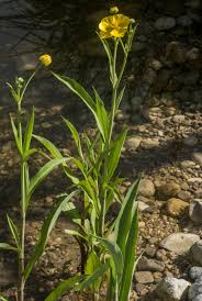 Attēlu rezultāti vaicājumam “Ranunculus lingua”