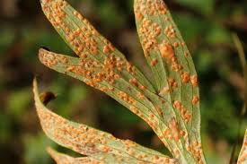 Attēlu rezultāti vaicājumam “Didymium tussilaginis spores”