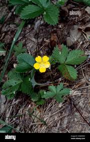 Attēlu rezultāti vaicājumam “Potentilla reptans”