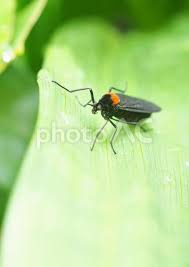 Attēlu rezultāti vaicājumam “Bibionidae female”