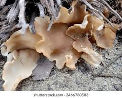 Attēlu rezultāti vaicājumam “Peziza repanda”