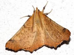 Attēlu rezultāti vaicājumam “Ennomos autumnaria male”