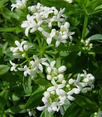 Image result for Galium odoratum