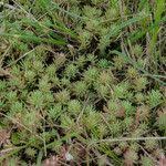Attēlu rezultāti vaicājumam “Sedum pallidum leaf”