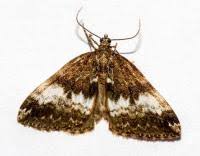 Attēlu rezultāti vaicājumam “Perizoma affinitata”