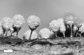 Attēlu rezultāti vaicājumam “Hemitrichia calyculata stalked”