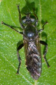 Attēlu rezultāti vaicājumam “Choerades sp.”