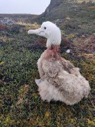 Image result for albatross dead chick