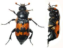 Attēlu rezultāti vaicājumam “Nicrophorus investigator imago”