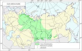 Attēlu rezultāti vaicājumam “Larix sibirica”